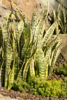 صبار جلد النمر خارجي