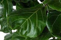 فيكس ليراتا