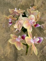 الاوركيد صغيرة