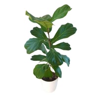 فيكس ليراتا