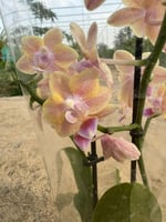 الاوركيد صغيرة