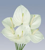 انتوريوم ابيض