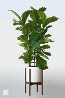 فيكس ليراتا