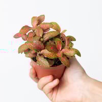 فيتونيا اخضر واحمر