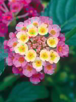 لانتانا كمارا