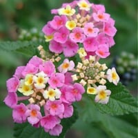 لانتانا كمارا