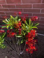 جاتروفا صغير