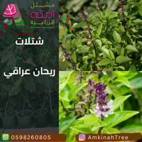 ريحان عراقي