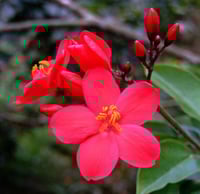 جاتروفا صغير