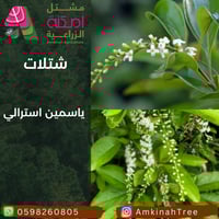 ياسمين استرالي صغير