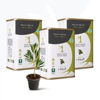 زيت زيتون بكر ممتاز عضوي ١٢ لتر مقسم في ٣ من العبو...