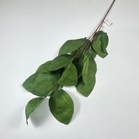 اغصان اوراق يوكليبتوس