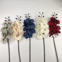 بيبي أوركيد قطيفة