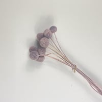 اغصان مجففة ملونة أنيقة