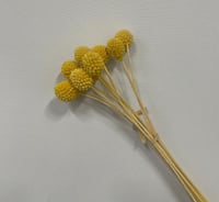 اغصان مجففة ملونة أنيقة