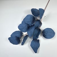 اغصان اوراق يوكليبتوس