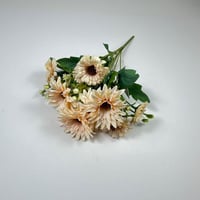 ورد بيبي جربيرا