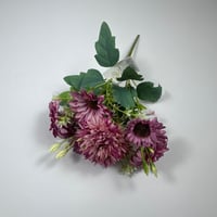 ورد بيبي جربيرا واقحوان