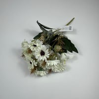 ورد بيبي جربيرا