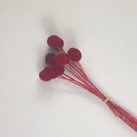 اغصان مجففة ملونة أنيقة