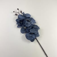 بيبي أوركيد قطيفة