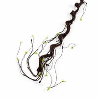 اغصان براعم شجر