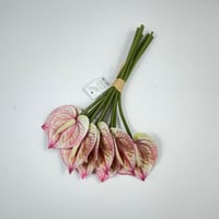 ورد انثريوم بيبي