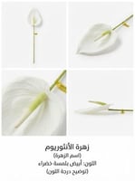 ابيض
