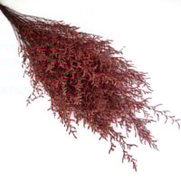 اغصان تنسيق طبيعية مجففة