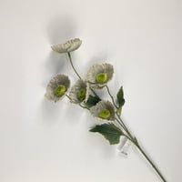 اغصان الخشخاش قطيفة