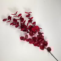 اغصان يوكليبتوس قطيفة ملون