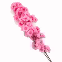 أغصان زهرة الربيع