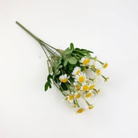 تباع الشمس بيبي