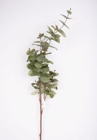 اغصان كليبتوس شبه طبيعي