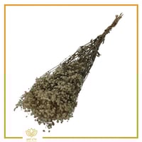 جبسوفيليا طبيعي مجفف