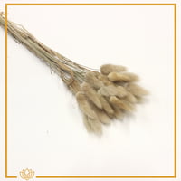 أغصان ذيل الارنب مجففة