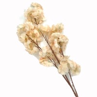 أغصان زهرة الربيع