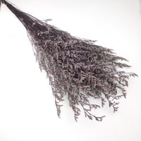 اغصان تنسيق طبيعية مجففة