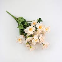 ورد بيبي ياسمين