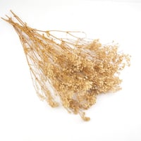 جبسوفيليا طبيعي مجفف