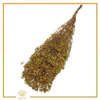 جبسوفيليا طبيعي مجفف