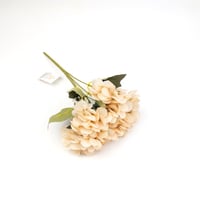 ورد بيبي هيدرنجا