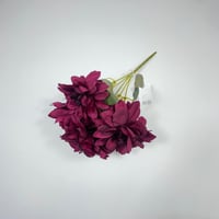 ورد بيبي داليا