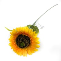 ورد تباع الشمس