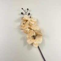 بيبي أوركيد قطيفة