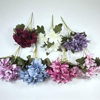 ورد بيبي داليا