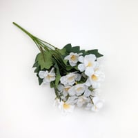 ورد بيبي ياسمين