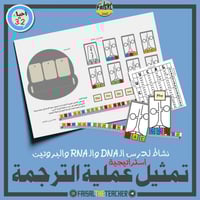 استراتيجية تمثيل عملية الترجمة في صناعة البروتين