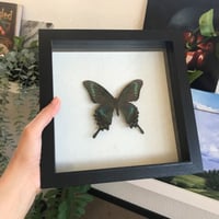 فراشه خضراء في برواز