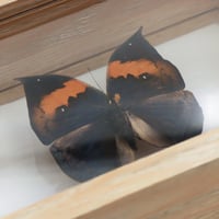 فراشة حقيقية